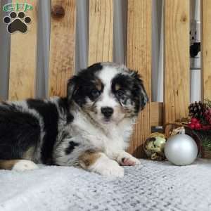 Finn, Miniature Australian Shepherd Puppy
