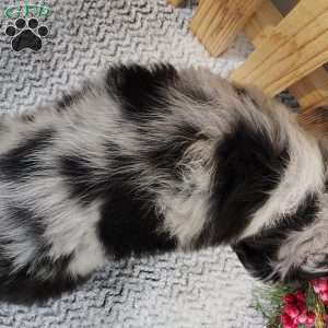 Finn, Miniature Australian Shepherd Puppy