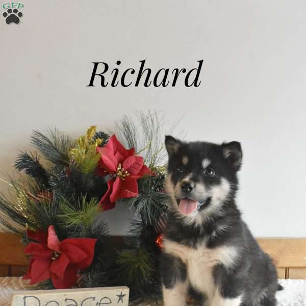 Richard, Alaskan Malamute Puppy