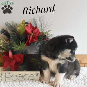 Richard, Alaskan Malamute Puppy