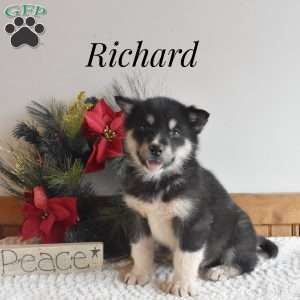 Richard, Alaskan Malamute Puppy
