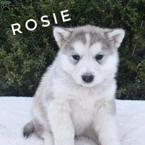 Rosie, Alaskan Malamute Puppy