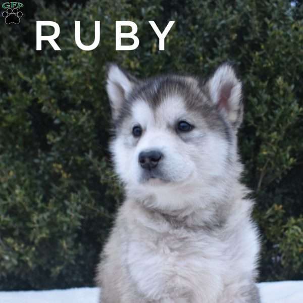 Ruby, Alaskan Malamute Puppy