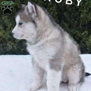 Ruby, Alaskan Malamute Puppy