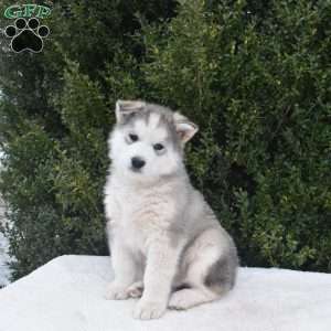 Rascal, Alaskan Malamute Puppy