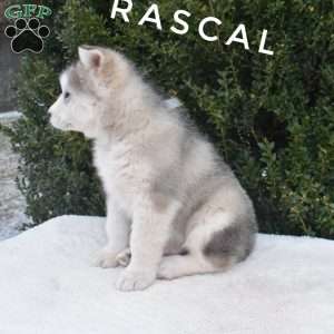 Rascal, Alaskan Malamute Puppy