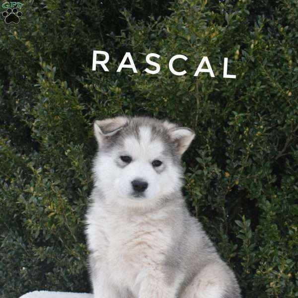 Rascal, Alaskan Malamute Puppy