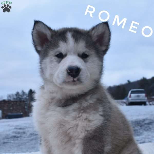 Romeo, Alaskan Malamute Puppy