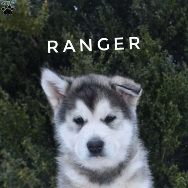 Ranger, Alaskan Malamute Puppy