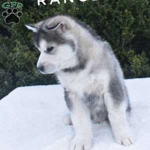 Ranger, Alaskan Malamute Puppy