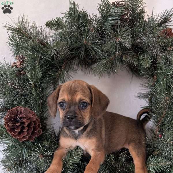 Buddy, Puggle Puppy