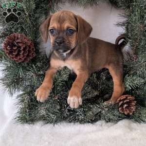 Joy, Puggle Puppy