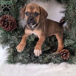 Buddy, Puggle Puppy