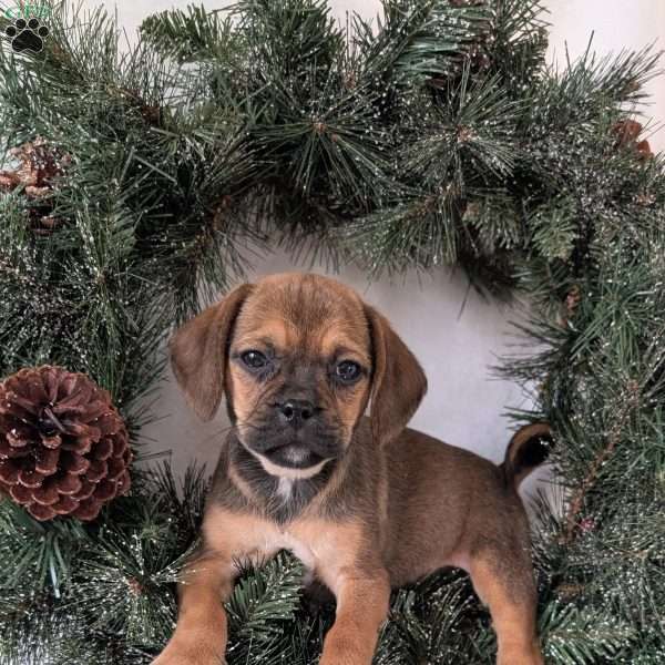 Joy, Puggle Puppy