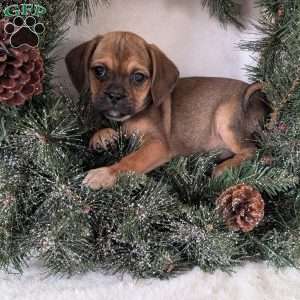 Buddy, Puggle Puppy