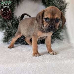 Joy, Puggle Puppy