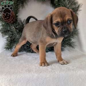Joy, Puggle Puppy