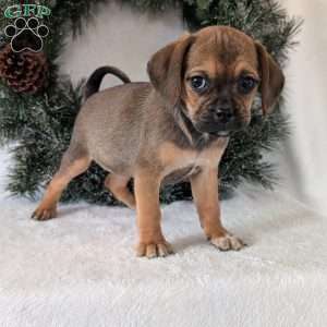 Joy, Puggle Puppy