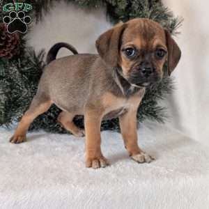 Joy, Puggle Puppy