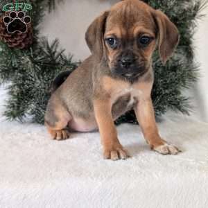 Joy, Puggle Puppy