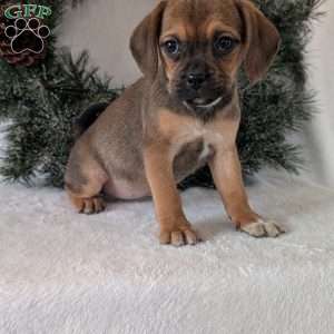Buddy, Puggle Puppy