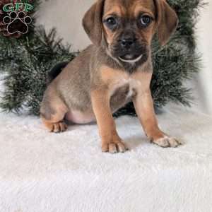 Buddy, Puggle Puppy