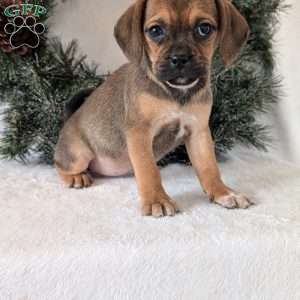 Joy, Puggle Puppy