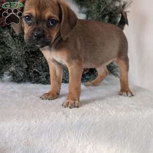 Buddy, Puggle Puppy