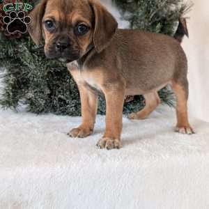 Joy, Puggle Puppy