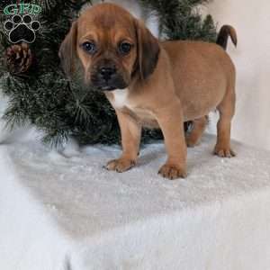 Chuck, Puggle Puppy