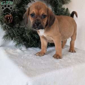 Chuck, Puggle Puppy