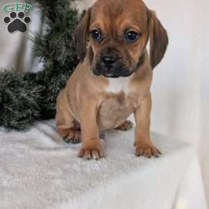 Chuck, Puggle Puppy