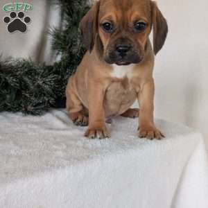 Chuck, Puggle Puppy