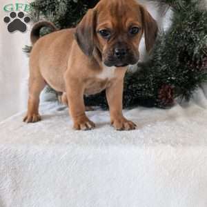 Chuck, Puggle Puppy