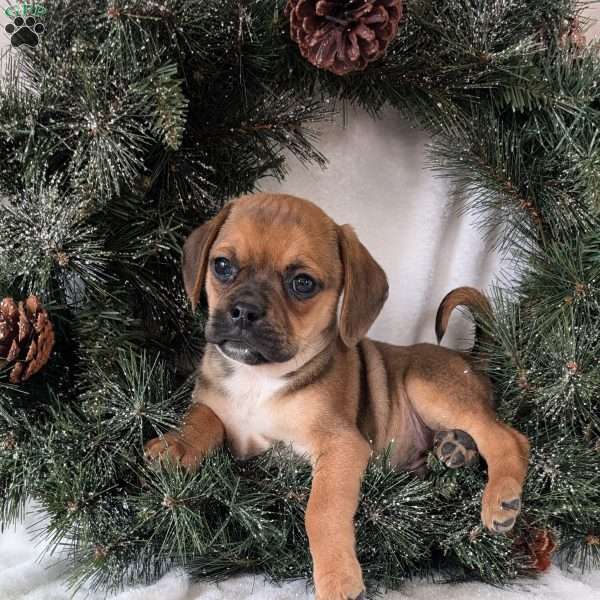 Chance, Puggle Puppy