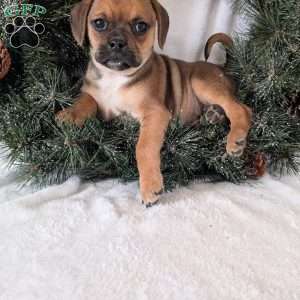 Chance, Puggle Puppy