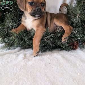 Chance, Puggle Puppy