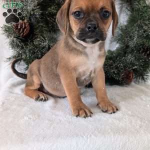 Chance, Puggle Puppy