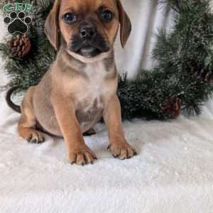 Chance, Puggle Puppy