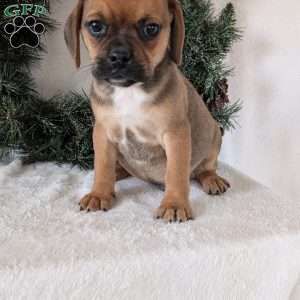 Chance, Puggle Puppy