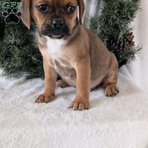Chance, Puggle Puppy