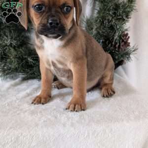 Chance, Puggle Puppy