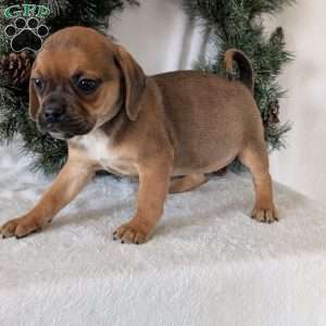 Chance, Puggle Puppy