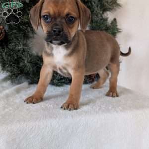 Chance, Puggle Puppy
