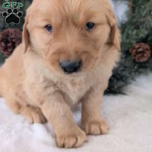 Bobby, Golden Retriever Puppy