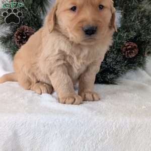 Bobby, Golden Retriever Puppy