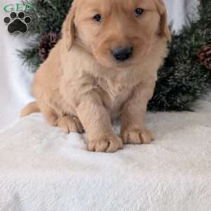 Bobby, Golden Retriever Puppy
