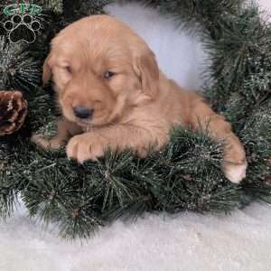 Bobby, Golden Retriever Puppy