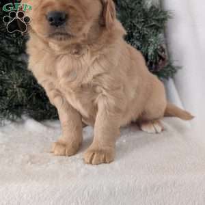 Kobe, Golden Retriever Puppy