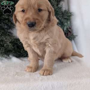 Kobe, Golden Retriever Puppy